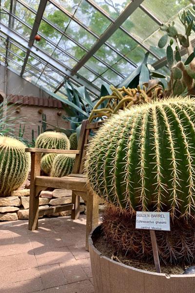 Round cacti adorn the conservatory room.
