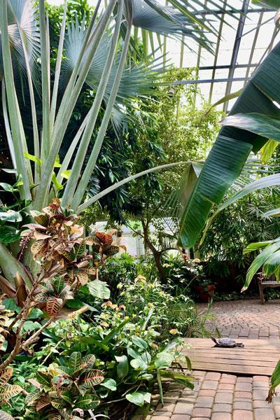 Tropical plants stretch to the ceiling inside the conservatory.
