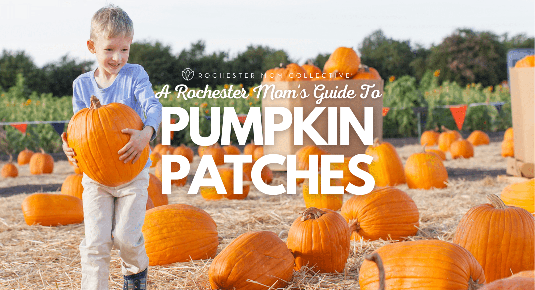 A boy picks up a pumpkin in a pumpkin patch