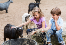 Animal Encounters Around Rochester: Farms, Zoos & More