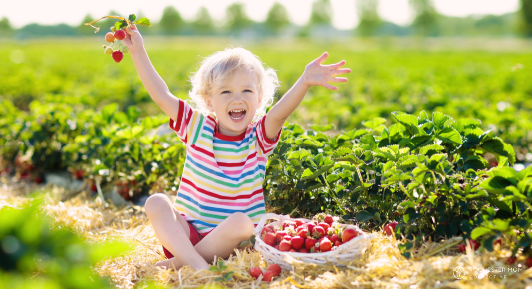 A child sits in a strawberry field with a basket of strawberries.